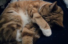 Janette Boyd-Marshall