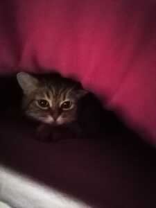 Claudia