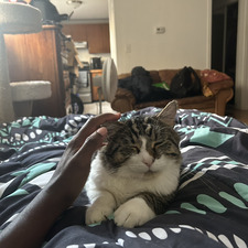 Darius H