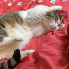 Paula