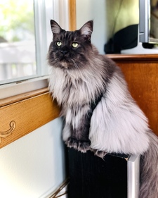 BlackCatBlondeBookNerd