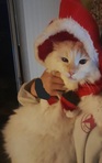 Niko