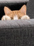 The GoodCat