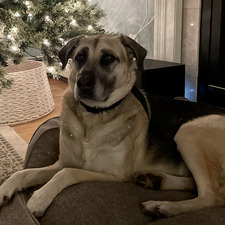 Michelle Samargedlis