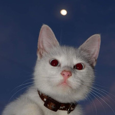 emilia ┊͙ ˘͈ᵕ˘͈