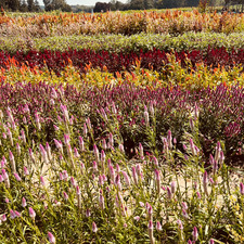 Francesca Pasquarella