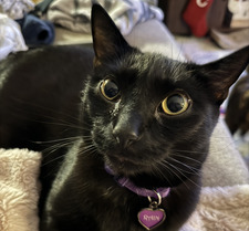 Erika