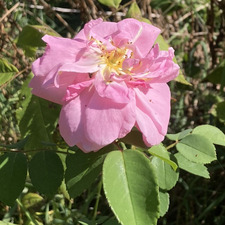 Ruby-Kathleen Wright