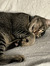 babymeow
