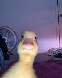 Maddex Cushard