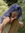 Lucile