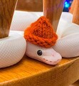 Haley de Snek