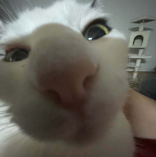 dev