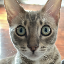 Brandon Pinto-Farrell