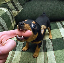 Таня Любимая