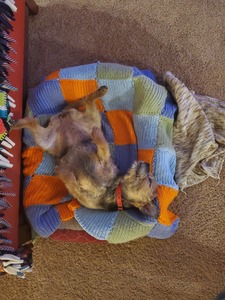 Teddy