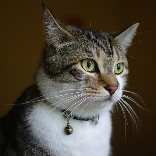 Goodreads profile picture for @sajith
