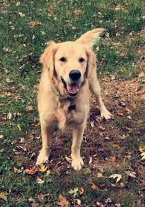 Lexy