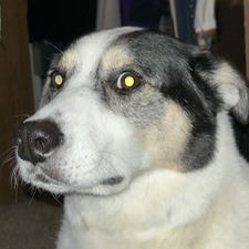 Gracie