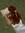 Juls
