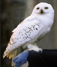 Hedwig
