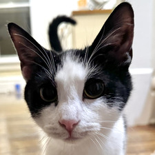 Mae