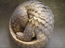 little_pangolin