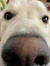Laney