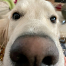 Laney