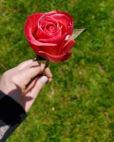 Therece Rose