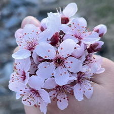 Sam (Taylor's Version)