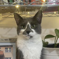 Melissa