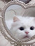ᵖᵒˡˡʸ ᵖᵒᶜᵏᵉᵗ
