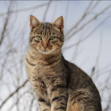 Lauren tabby cat Wikipedia image