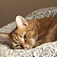 Mimily 
