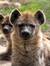 Hyena Head