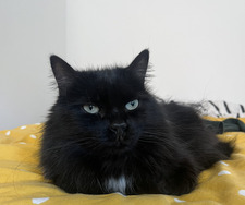 Adelita