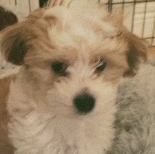 gracie’s single brain cell 