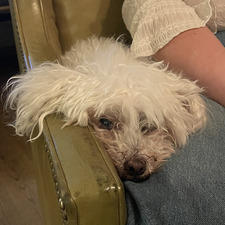 ⋆ ˚｡⋆୨୧˚ leah ˚୨୧⋆｡˚ ⋆