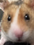 Hamster...