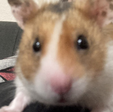 Hamsterking