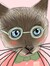 literarykitten