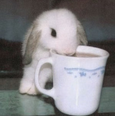 ley ˗ˏˋ ★ ˎˊ˗