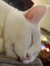 Melody