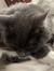 Clea (m...