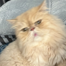 Ploy Pittayathanakul