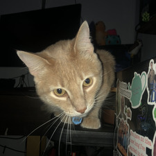 jackie
