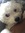 Luna  Bear 