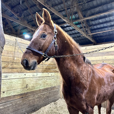 Paige Cooke