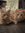 Brittany Jaskot